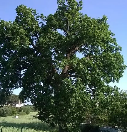 Dimora Del Sole פוטיניאנו